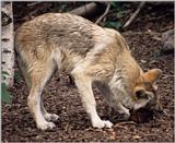More Copenhagen Zoo - Wolf cub with a snack