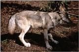 Copenhagen Zoo again - more of that wolf cub