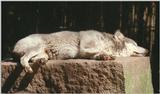Haven't posted a wolf pic for a while - here's a real cutie from Nindorf Animal Park
