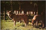 Wolfs