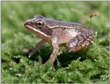 Wood Frog 1