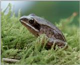 Wood Frog 2