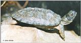 Wood Turtle (Clemmys insculpta)