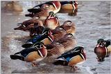 Wood Ducks (Aix sponsa)