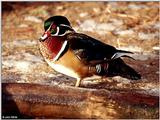 Wood Duck (Aix sponsa) male 1