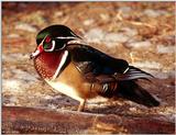 Wood Duck (Aix sponsa) male 2