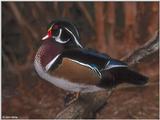 Male Wood Duck 1