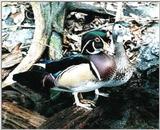 From the Tennessee Aquarium - wood duck pair.jpg - wood duck pair.jpg (0/1)