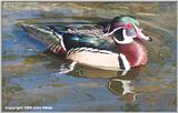 Wood Duck