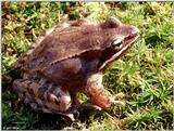 Wood frog (Rana sylvatica)1