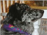 Woodstock Pursues His Natural Prey (dog) - stock.jpg (0/1)