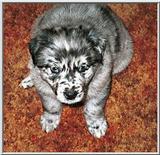 Australian Shepherd Puppy (1/1)