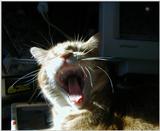 family pet cat...yawning