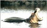 Yawning hippos!