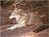 Just perfect to watch before bedtime :-) Yaaaawning Wolf in Copenhagen Zoo
