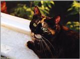 cat-Yaz
