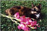 calico cat