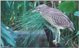 Yellow-Crowned Night Heron (immature) 1