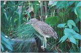 Yellow-Crowned Night Heron (immature) 2