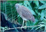 Juvenile Yellow-Crowned Night Heron 1