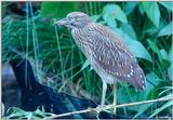 Juvenile Yellow-Crowned Night Heron 2