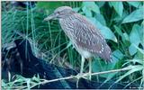 Juvenile Yellow-Crowned Night Heron 3