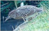 Juvenile Yellow-Crowned Night Heron 4