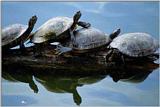 Turtles-[funny]