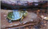 Yellow-bellied slider (Trachemys scripta scripta)1