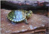 Yellow-bellied slider (Trachemys scripta scripta)2