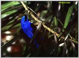 File 10 of 14: Yellowleg Honeycreeper