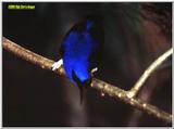 File 11 of 14 - Yellowleg Honeycreeper