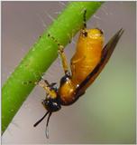 Yellow Fly Creature