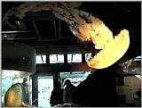 Jelly Fish - Oregon Coast Aquarium - jelly02.jpg