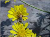 beetle