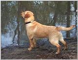 Posting dogs - yellow lab.jpg(1/1) 18824 bytes