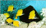 Yellow Longnose Butterflyfishes (코뿔나비고기)