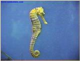 This was actually taken in an aquarium Seahorse.jpg