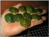 Yellow Belly Slider hatchlings