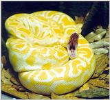 yellow snake 3