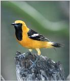 Is this an Oriole or..? -- Hooded Oriole, Icterus cucullatus