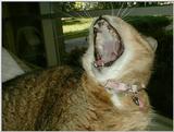 My Cat: Open Up & Say...Aarrgghh! - yinyng7.jpg [1/1]