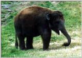 Re: Req pictures of elephants (Asian) - Young Elephant.jpg