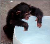 Young chimpanzee playing in the water 2