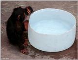 Young chimpanzee playing in the water 9