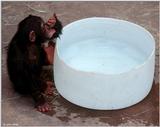 Young chimpanzee playing in the water 7