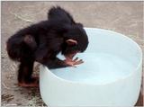 Young chimpanzee playing in the water 8