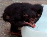 Young chimpanzee playing in the water 10