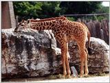 giraffe