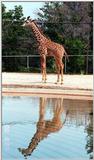 giraffe 2